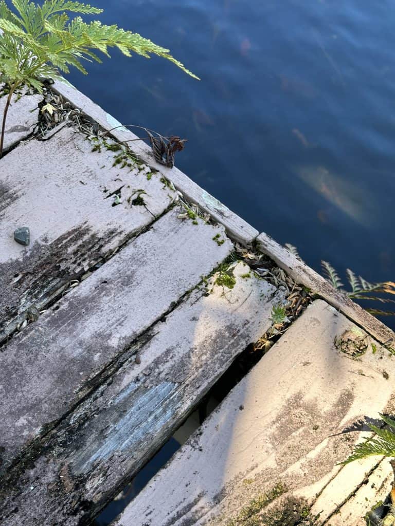 Before photo of a rotted waterfront deck in Kailua, Oahu with vegetation growing through deteriorated boards — reviewed for replacement by Hawaii Deck Builders.